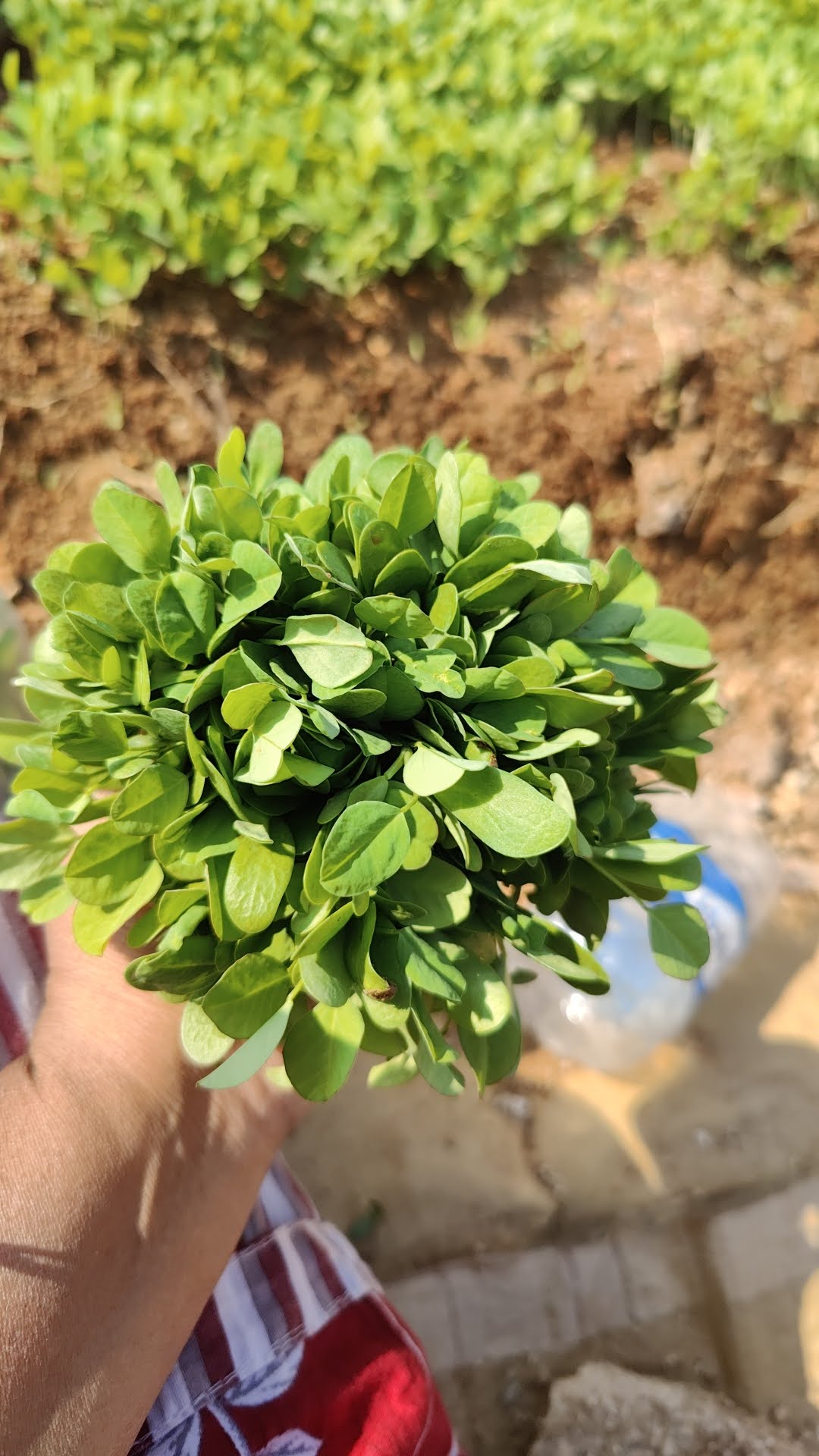 A handful of freshly harvested leafy greens beside a growing bed